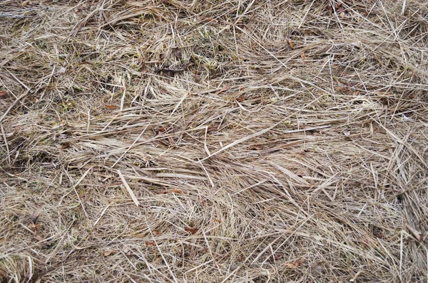 Le fond d'herbe sèche de l'année dernière — Photo
