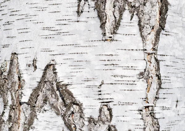 자작나무 나무 껍질 질감 — 스톡 사진