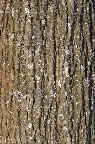 Старая текстура коры дерева с лишайником — стоковое фото