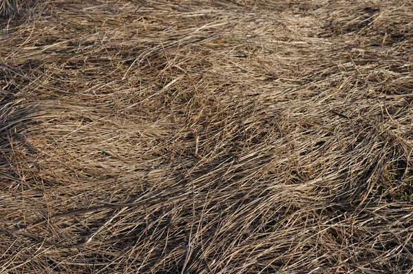 Texture d'herbe sèche de l'année dernière — Photo