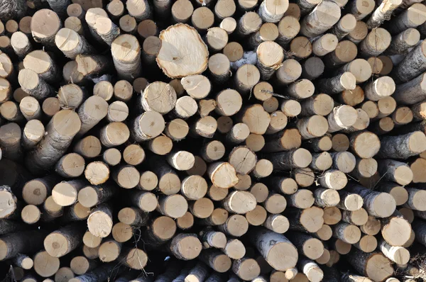 Stack of birch logs — Stock Photo, Image