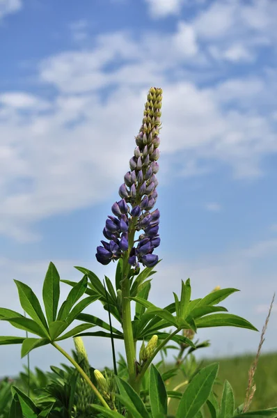Blommande Lupin — Stockfoto