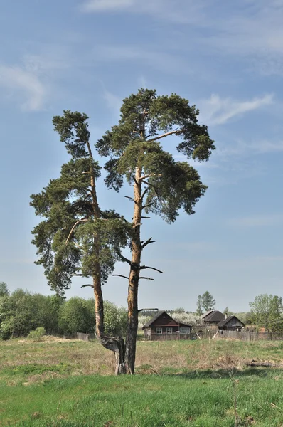 마 외곽에서 독방 소나무 — 스톡 사진