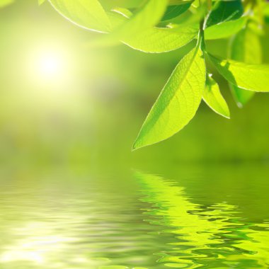 Fresh green leaf highlighted by sun on water. clipart