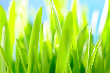 Green grass against the sky background clipart