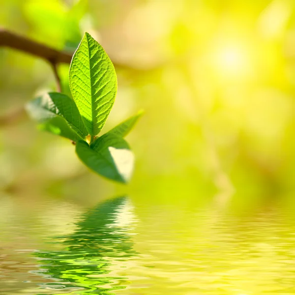 Fresh green leaves highlighted by sun. — Stock Photo, Image