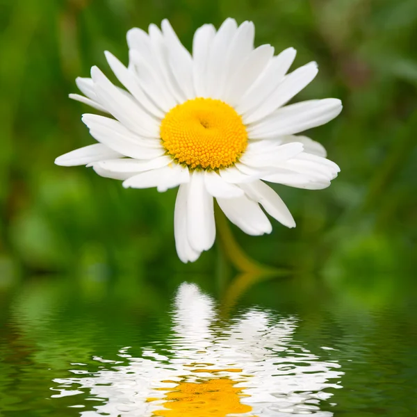 Camomile over water — Stock Photo, Image