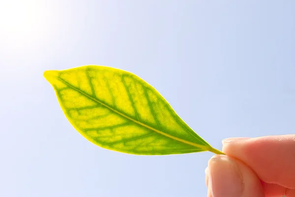 Färska gröna blad i hand mot himlen — Stockfoto