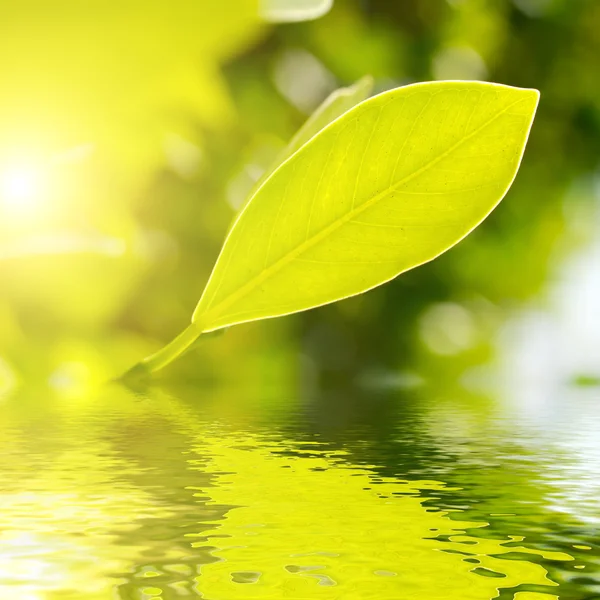 Frisches grünes Blatt hervorgehoben durch Sonne auf Wasser. — Stockfoto