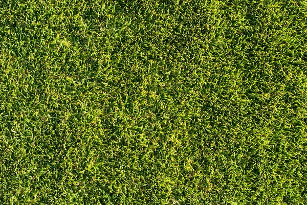 Natural grass texture — Stock Photo, Image