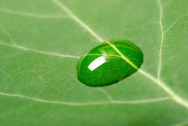Water drop on fresh leaf — Stock Photo, Image