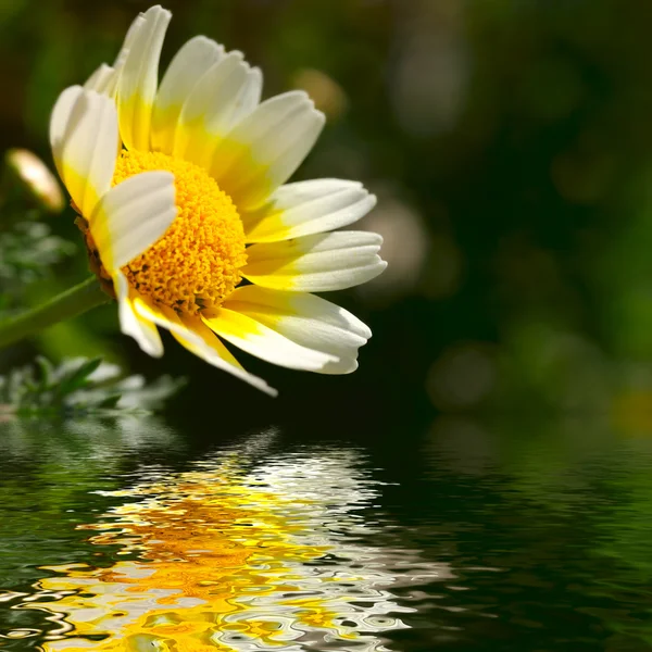 Camomile over water surface — Stock Photo, Image