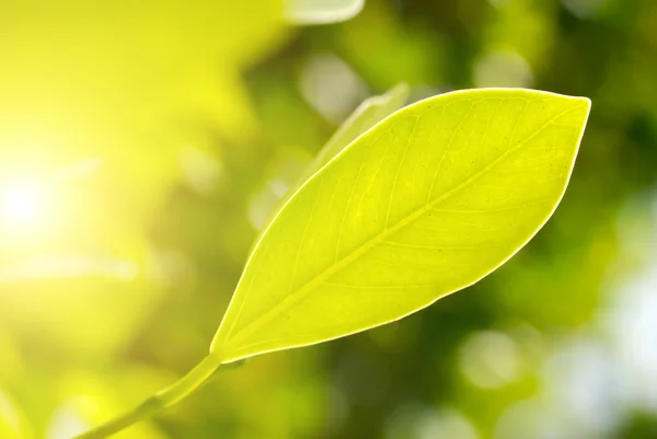 Свежий зеленый лист, выделенный солнцем. — стоковое фото
