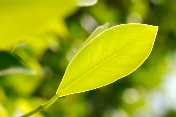 Close-up imagem de folha verde — Fotografia de Stock