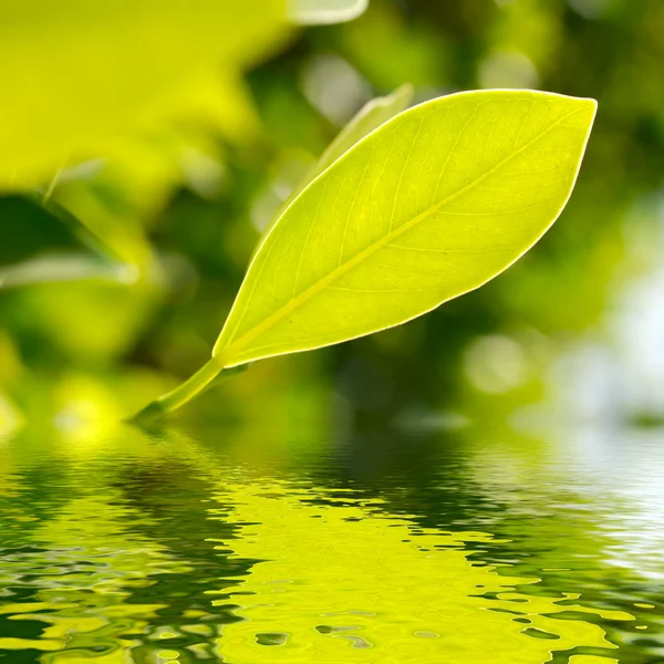 Fresh leaf over water — Stock Photo, Image