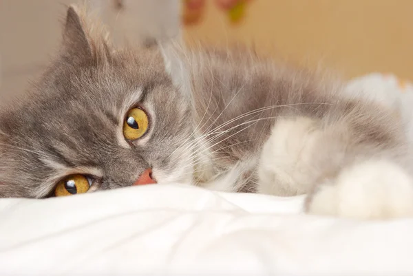 Kot perski na łóżku — Zdjęcie stockowe
