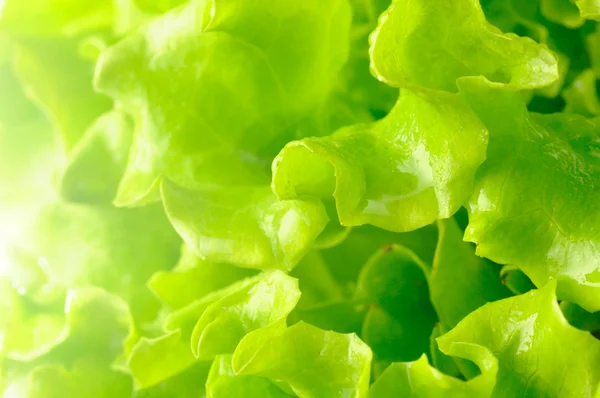 Feuchter Salat — Stockfoto