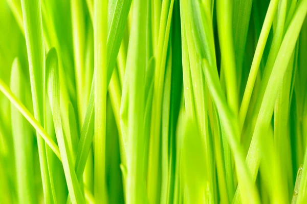 Closeup of green grass — Stock Photo, Image