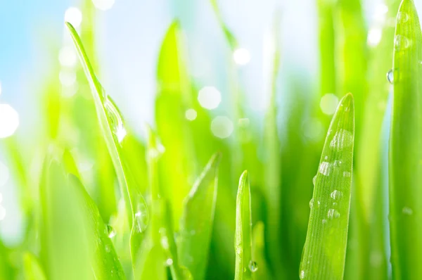 Fresh wet grass in sun rays, closeup — Stock Photo, Image