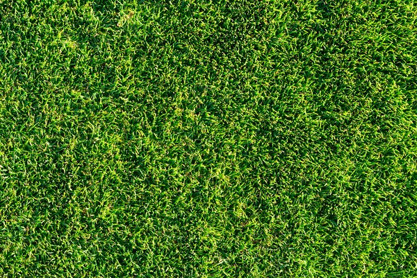 Zonnig gras. zeer gedetailleerde textuur — Stockfoto