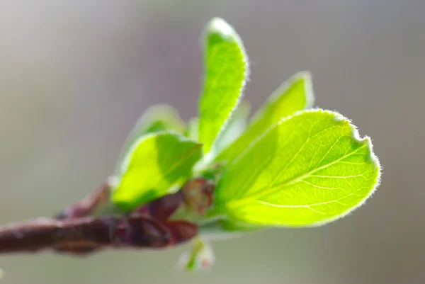 Folhas de primavera — Fotografia de Stock