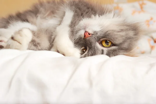 Кот вверху на кровати — стоковое фото