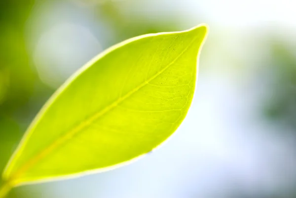 Fresh green leaf highlighted by sun. — Stock Photo, Image