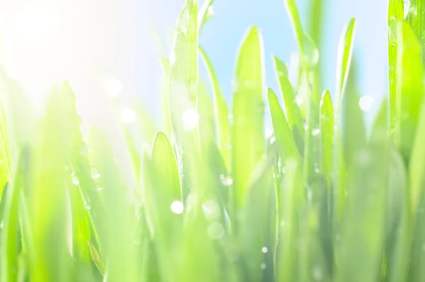 鲜湿的草在太阳光线，特写 — 图库照片