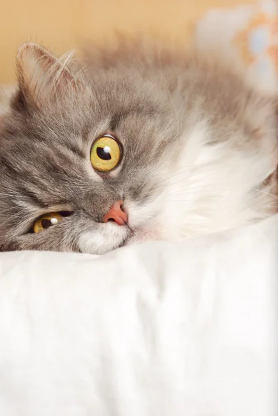 Περσική γάτα στο κρεβάτι — Φωτογραφία Αρχείου