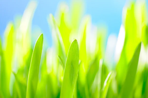 Green grass against the sky background — Stock Photo, Image
