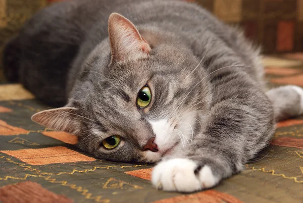 Кошка на диване — стоковое фото