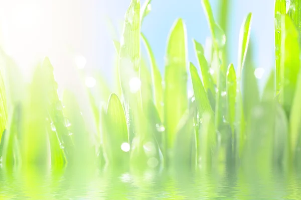 Verse nat gras in de stralen van de zon, close-up — Stockfoto