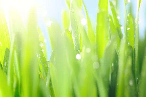 Hierba fresca húmeda en los rayos del sol, primer plano — Foto de Stock