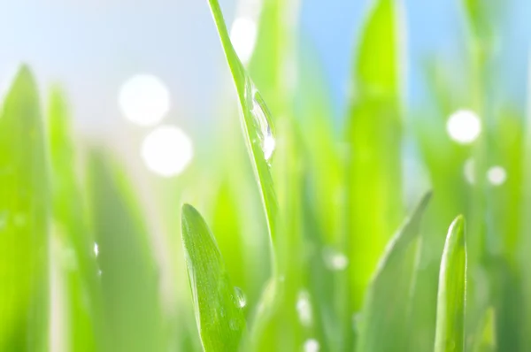Fresh wet grass in sun rays, closeup — Stock Photo, Image