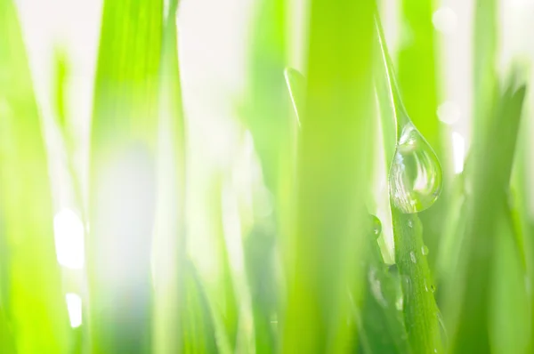 Fresh wet grass in sun rays, selective focus on — Stock Photo, Image
