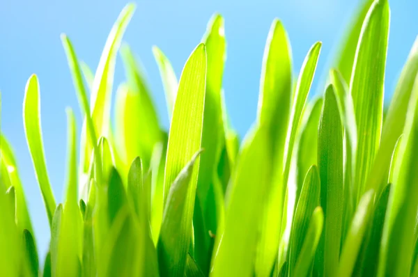 空を背景にした緑の草 — ストック写真