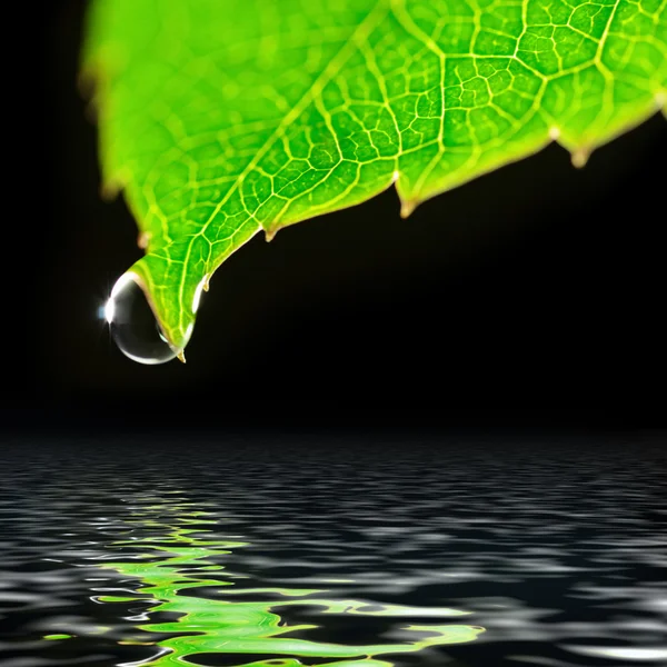 Gota de agua en hoja verde aislada en negro — Foto de Stock