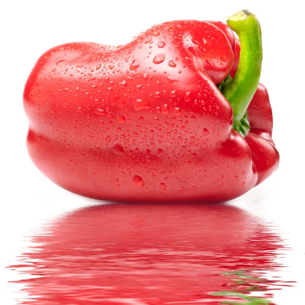 Fresh wet red paprika isolated on white on water — Stock Photo, Image