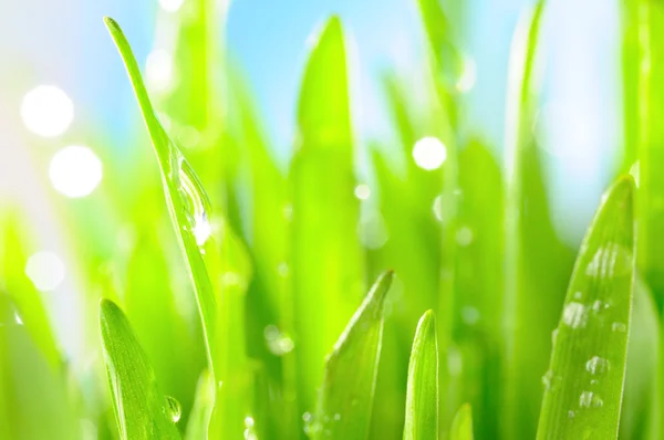 Свежая влажная трава в солнечных лучах, крупным планом — стоковое фото