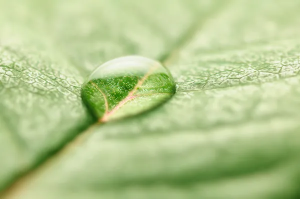 Close-up de gota de água na macro folha fresca — Fotografia de Stock