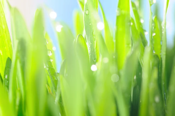 Verse nat gras in de stralen van de zon, close-up — Stockfoto