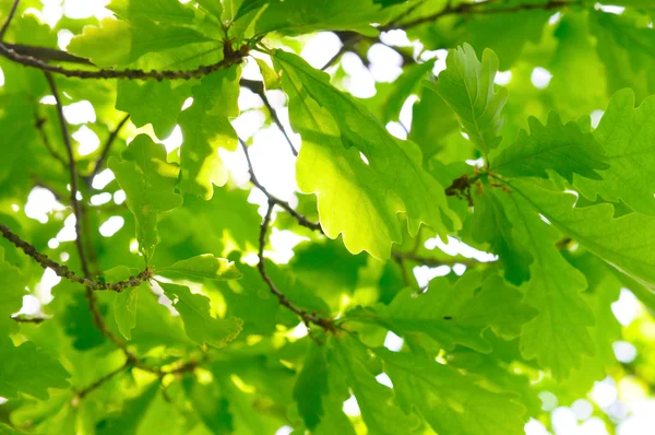 Rich oak foliage — Stock Photo, Image