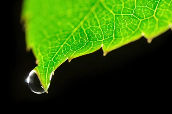 Δροσιά σταγόνα, σε πράσινο φύλλο που απομονώνονται σε μαύρο — Φωτογραφία Αρχείου