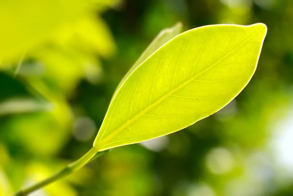 녹색 잎의 근접 촬영 사진 — 스톡 사진