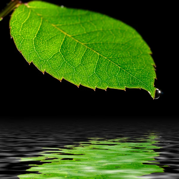 Капли воды на зеленом листе, изолированном на черном — стоковое фото