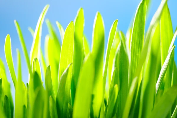 Green grass against the sky background — Stock Photo, Image