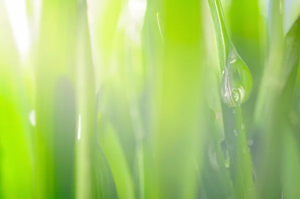 Fresh wet grass in sun rays, closeup, focus on big drop — Stock Photo, Image