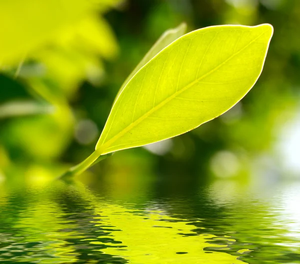 Fresh green leaf highlighted by sun on water — Stock Photo, Image