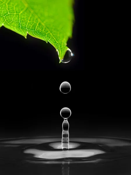 Gotas de agua que caen de la hoja verde, aisladas en negro — Foto de Stock