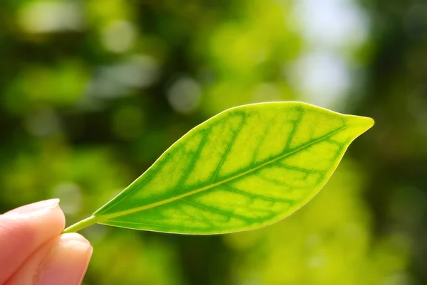 Fresh green leaf in hand — Stock Photo, Image